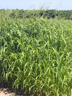 ギニアグラス（イネ科・牧草）.JPG