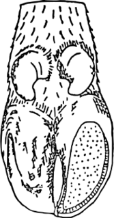 ファイル:ウシの蹄（裏）.svg