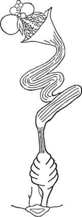 ファイル:ニワトリの雌性生殖器.svg