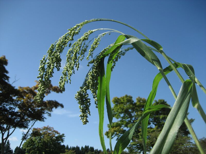 ファイル:ヒエ（イネ科・飼料）.JPG