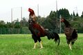 2022年6月6日 (月) 15:50時点における版のサムネイル