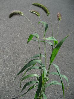 アワ
