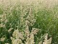 オーチャードグラス（開花） （独）家畜改良センター提供