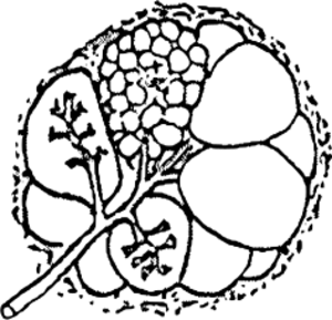 乳房（乳腺葉）.svg