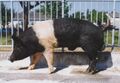 2022年6月7日 (火) 13:19時点における版のサムネイル