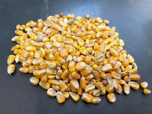 メイズ（イネ科・飼料）.JPG