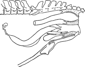 ウマの雌性生殖器.svg