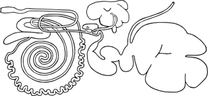 ファイル:ウシの消化器（全体）.svg