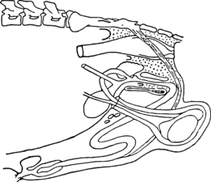 ブタの雄性生殖器.svg