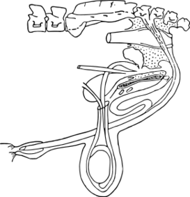 ファイル:ウシの雄性生殖器.svg