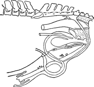 ファイル:ウマの雄性生殖器.svg