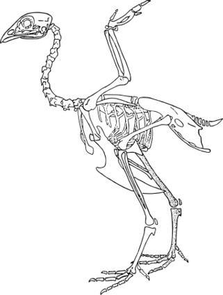 ファイル:ニワトリの骨格.svg