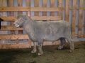 2022年6月6日 (月) 15:14時点における版のサムネイル