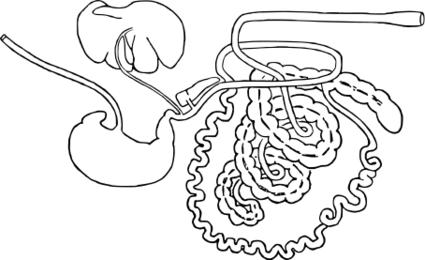 ファイル:ブタの消化器.svg