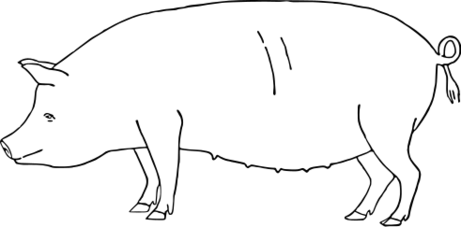 ファイル:ブタの体尺測定部位.svg