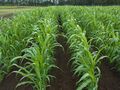 2022年6月10日 (金) 10:09時点における版のサムネイル