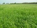 イタリアンライグラス （圃場1） （独）家畜改良センター提供