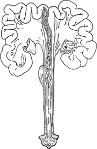 ファイル:ブタの雌性生殖器（正面）.svg