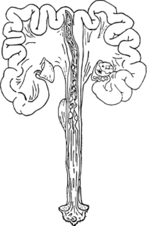 ブタの雌性生殖器（正面）.svg