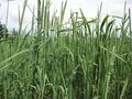 2022年6月10日 (金) 15:22時点における版のサムネイル
