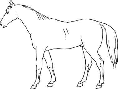 ファイル:ウマの外貌.svg