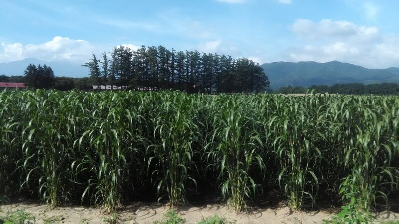 ファイル:スーダングラス（圃場）.jpg