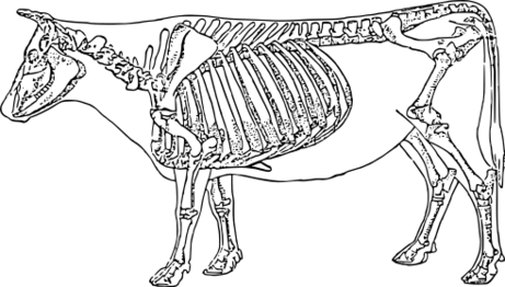ファイル:ウシの骨格.svg