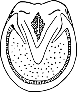 ウマの蹄（裏）.svg