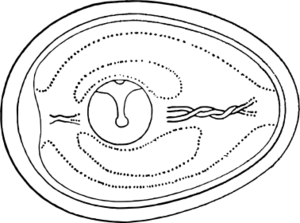 鶏卵（放卵後）の構造.svg